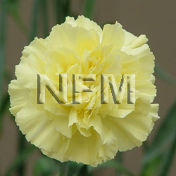 wholesale yellow carnations-nationalflowermart.com